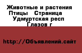 Животные и растения Птицы - Страница 2 . Удмуртская респ.,Глазов г.